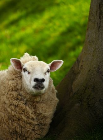 Sheepの写真素材