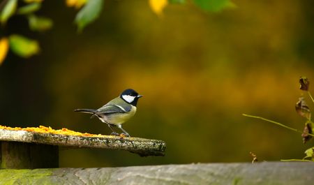 Blue Titの写真素材