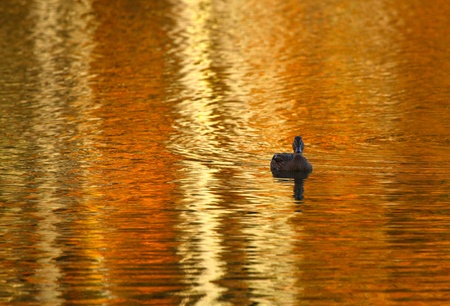 Golden Pondの写真素材