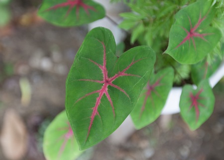 Caladium plant leaves with red and pink markings.の写真素材