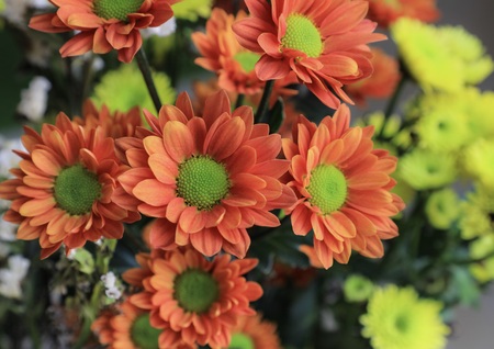 A group of beautiful orange flowers in bloom.の写真素材