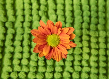 An beautiful orange sunflower with a green background.の写真素材