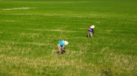 Vietnamese rice farm workers in a beautiful green flooded rice field.の写真素材