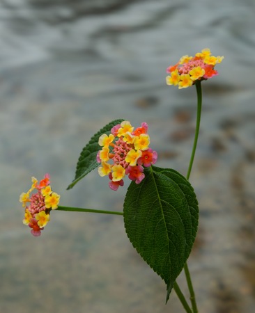 Close up of a colourful flowering lantana camara plant with a river flowing background.の写真素材
