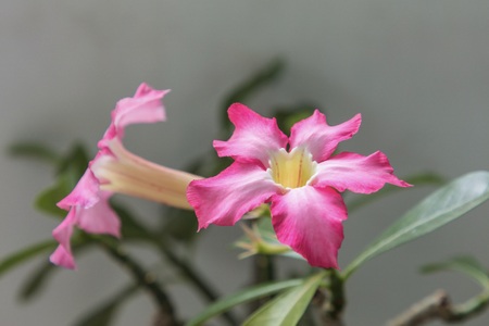 Pink flowering plant adenium obesum also known as desert rose in landscape.の写真素材