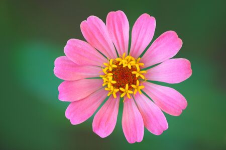 Zinnia lilliput one single garden flower in pink with vibrant yellow stamen and green bokeh background. Full frame close up macro.の写真素材