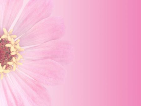 Greeting card background design with pink gradient a single zinnia flower and space for text, trendy summer design template invitation for a special occasion.の写真素材