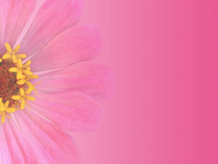 Greeting card background design with pink gradient a single zinnia flower and space for text, trendy summer design template invitation for a special occasion.の写真素材
