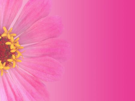 Greeting card background design with pink gradient a single zinnia flower and space for text, trendy summer design template invitation for a special occasion.の写真素材