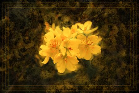 Old fashioned vintage greeting card background design with yellow apricot blossom flowers a border and aged background effect.の写真素材