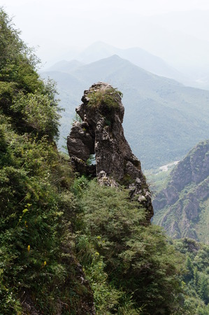 Trees on the mountainの写真素材