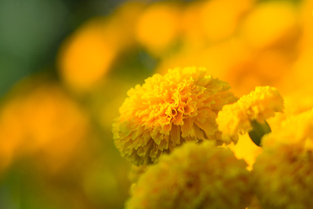 Beautiful yellow flowers blooming in the garden.の写真素材