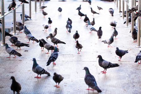 Pigeonの写真素材