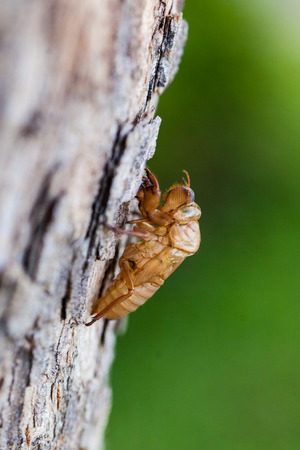 Cicada3