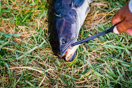 Lure,Fishing,Equipment for fishingの写真素材