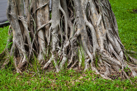 tree