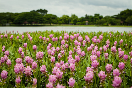 Pink flower の写真素材