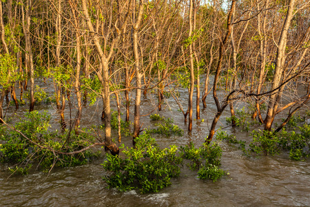 perfect mangroveの写真素材
