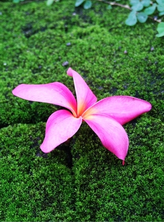 pinky Plumeriaの写真素材