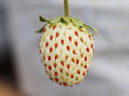 white strawberryの写真素材