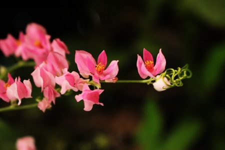 Spring flowers on a black backgroundの写真素材