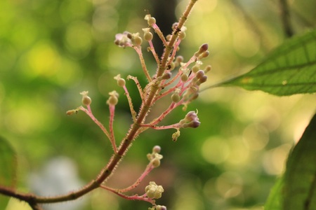 Nature Boken, blur photo on green background.