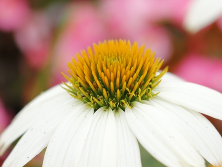 soft focus and blurry Coneflower closeup over pink  foliageの写真素材