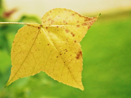 blurry yellow maple leaf, green  background,
