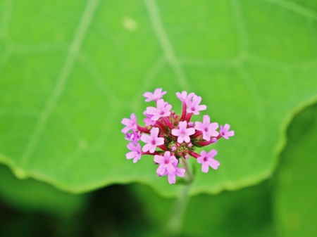 blurry pink  flower blooming  in green backgroundの写真素材