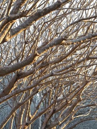 defocus  blurry silhouette branch pattern backgroundの写真素材