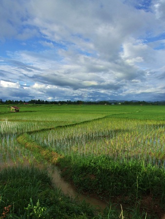 beautiful landscape of rice fieldの写真素材