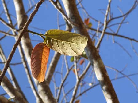 Nature atumn leaf and tree branch on sky abstract backgroundの写真素材