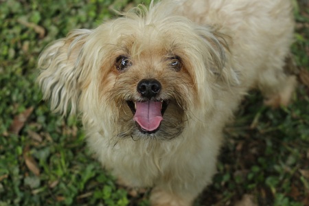 out of select focus at  a blurry adorable dogの写真素材