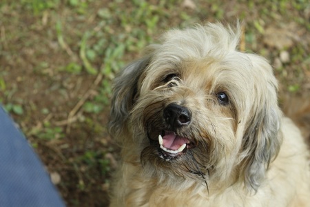 select focus at  adorable dog