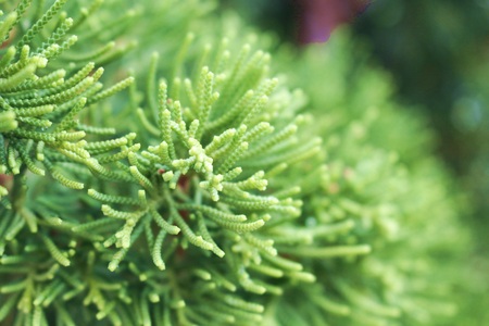 Green blurry forest  plantの写真素材