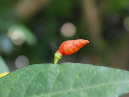 Red chilli in green blurry backgroundの写真素材