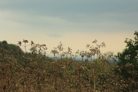 blurry of Field with grass  flowersの写真素材
