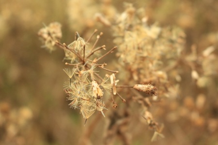 the blurry  Field  grass flowers  in the dark light の写真素材