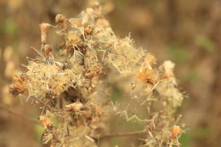 the blurry  Field  grass flowers  in the dark light 