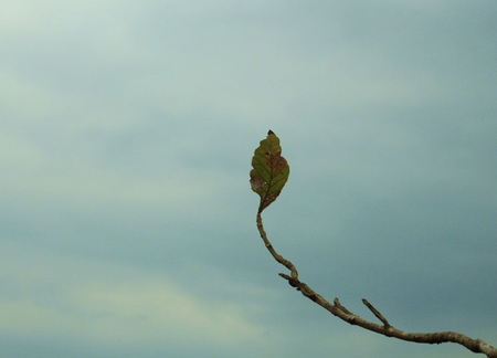 blurry and defocus of branch tree close upの写真素材