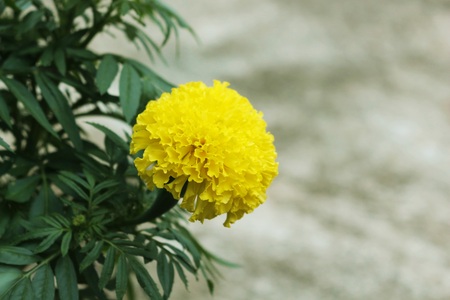 Marigolds flowers. Orange,Yellow Flower. Marigold flowers King Rama 9 Thailandの写真素材