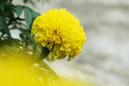 Marigolds flowers. Orange,Yellow Flower. Marigold flowers King Rama 9 Thailandの写真素材