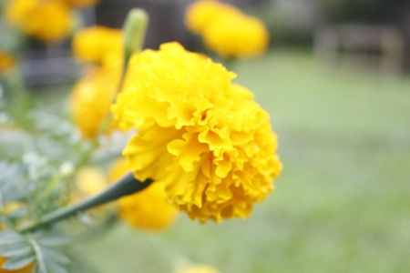 Marigolds flowers. Orange,Yellow Flower. Marigold flowers King Rama 9 Thailandの写真素材