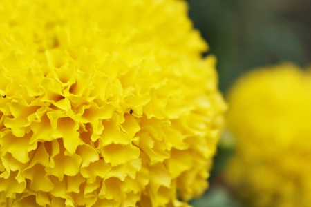 Marigolds flowers. Orange,Yellow Flower. Marigold flowers King Rama 9 Thailandの写真素材