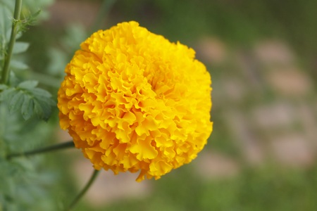 Marigolds flowers. Orange, yellow flower. Marigold flowers King Rama 9 Thailandの写真素材