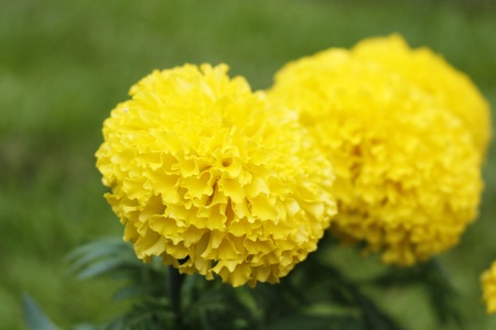 Marigolds flowers. Yellow Flower.の写真素材