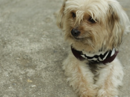 Blurry and selective focus , the portrait of happy dog