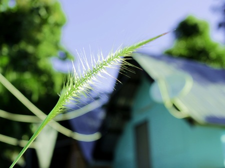 Blurry and selective focus , green grass flower  background in the blue skyの写真素材