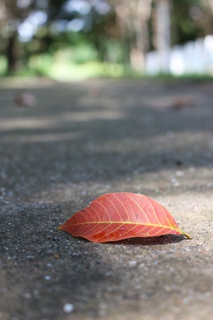 Leaf on a gray backgroundの写真素材
