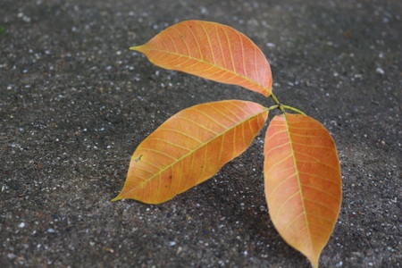 Fall of leaf on the roadの写真素材